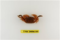 藏品(側足厚蟹)的圖片